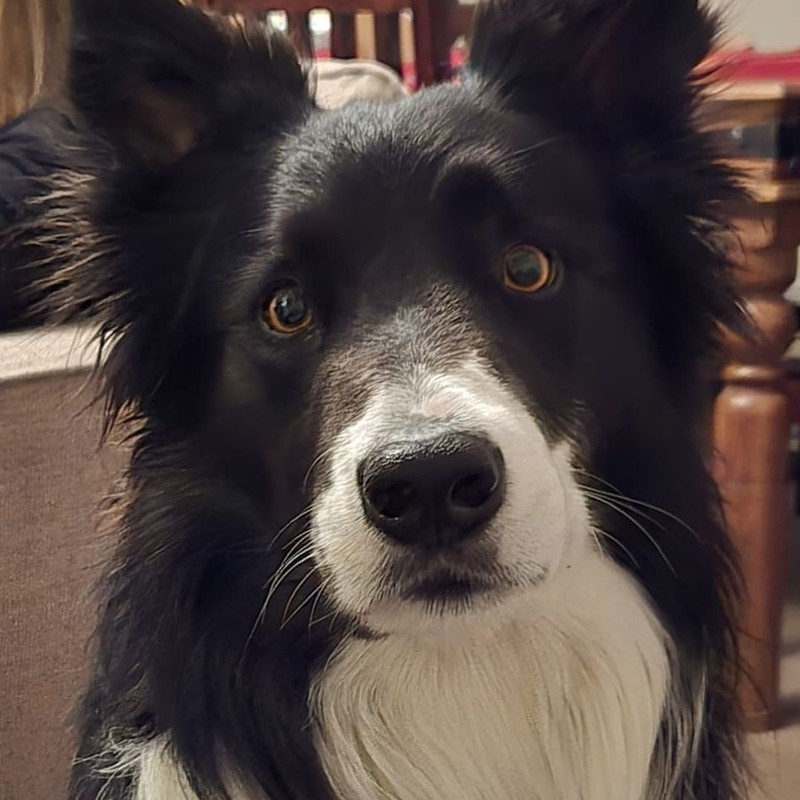 Ben, the border collie the app is named after